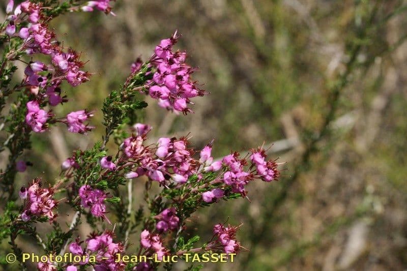 Spanische Glockenheide 22