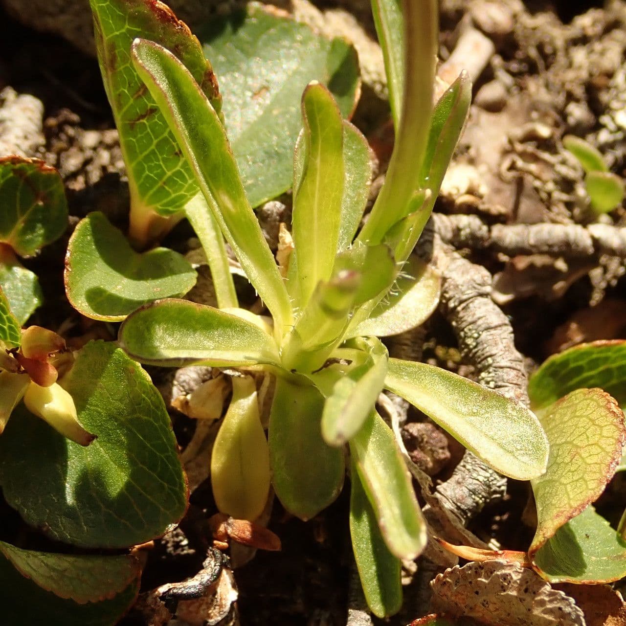Phyteuma globulariifolium 15