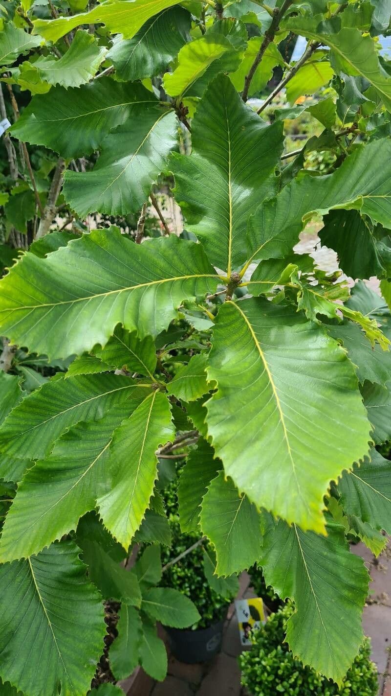 Quercia 9