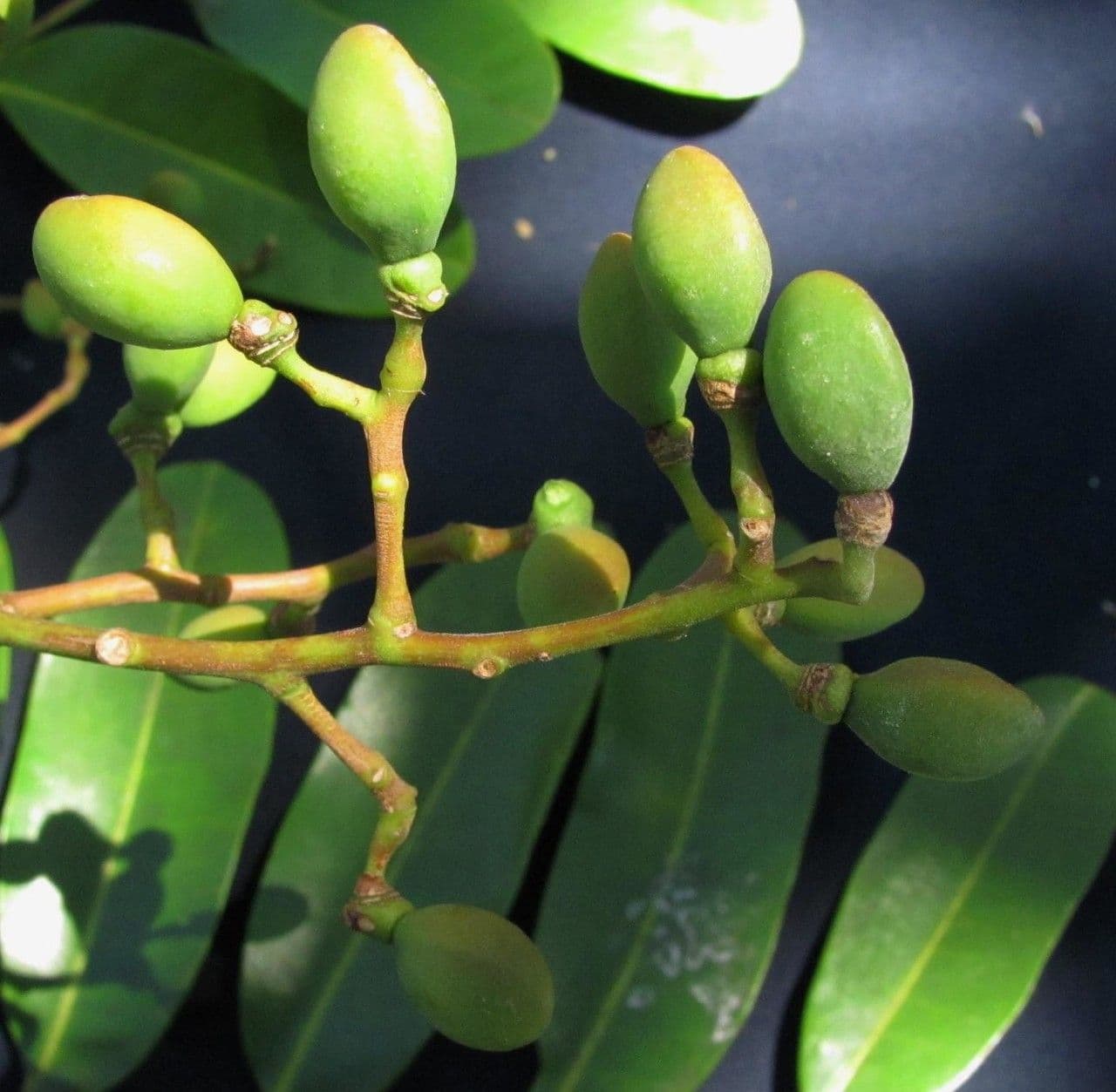 Simaruba amara 3