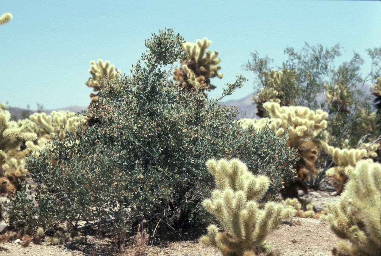 Jojoba 9