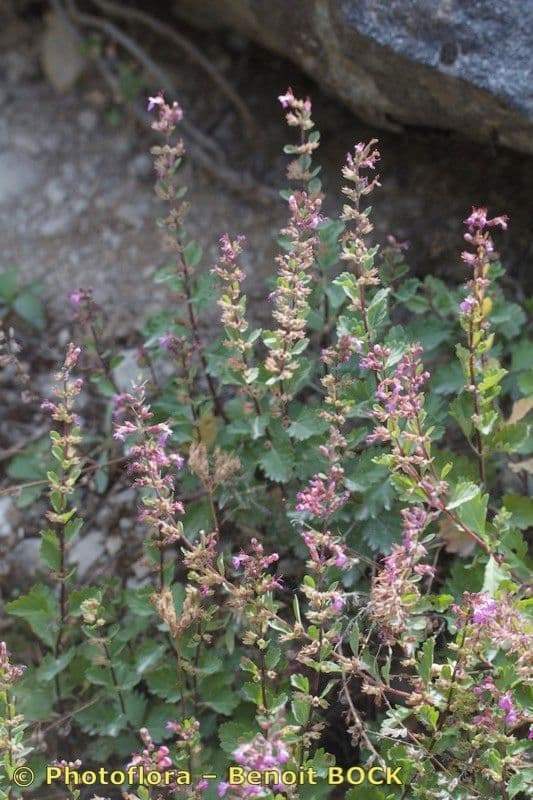 Teucrium 7