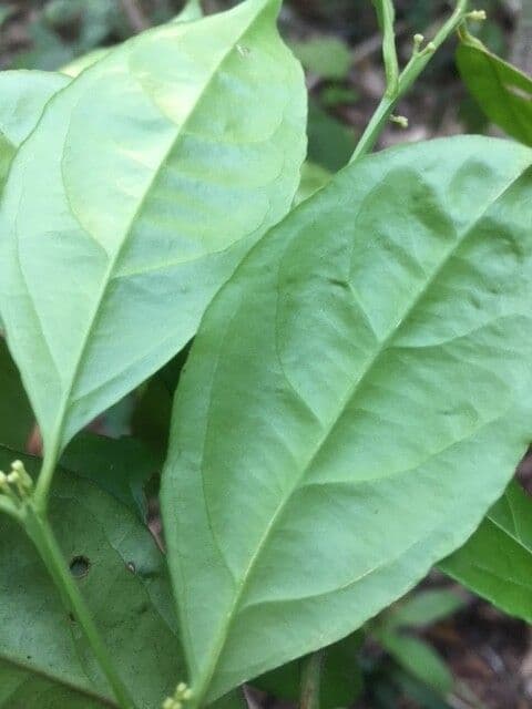 Crossopetalum 7