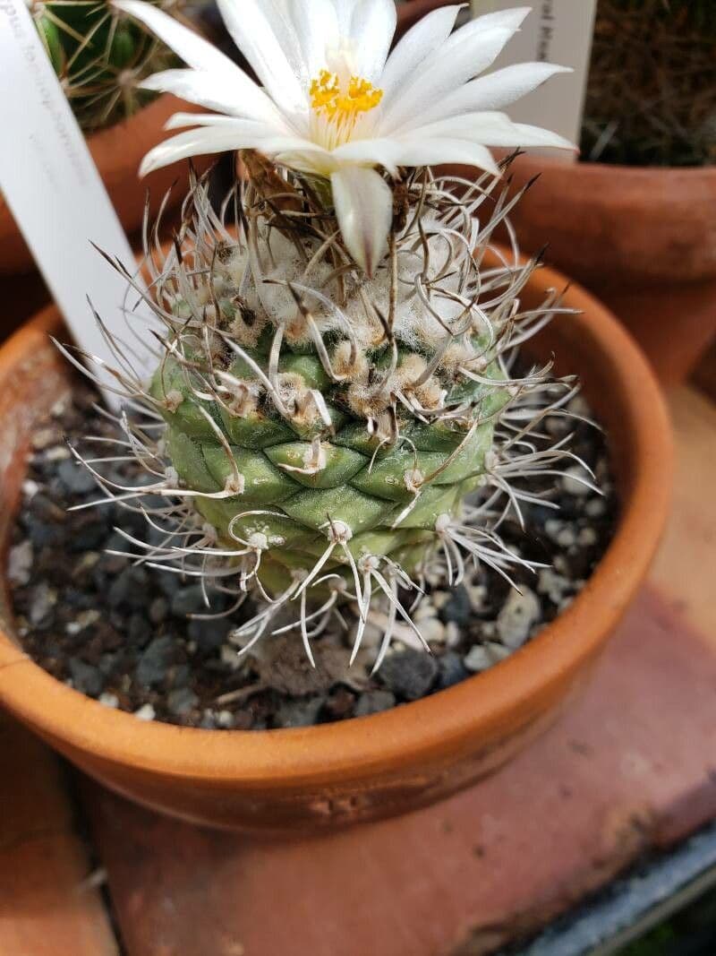 Turbinicarpus 2
