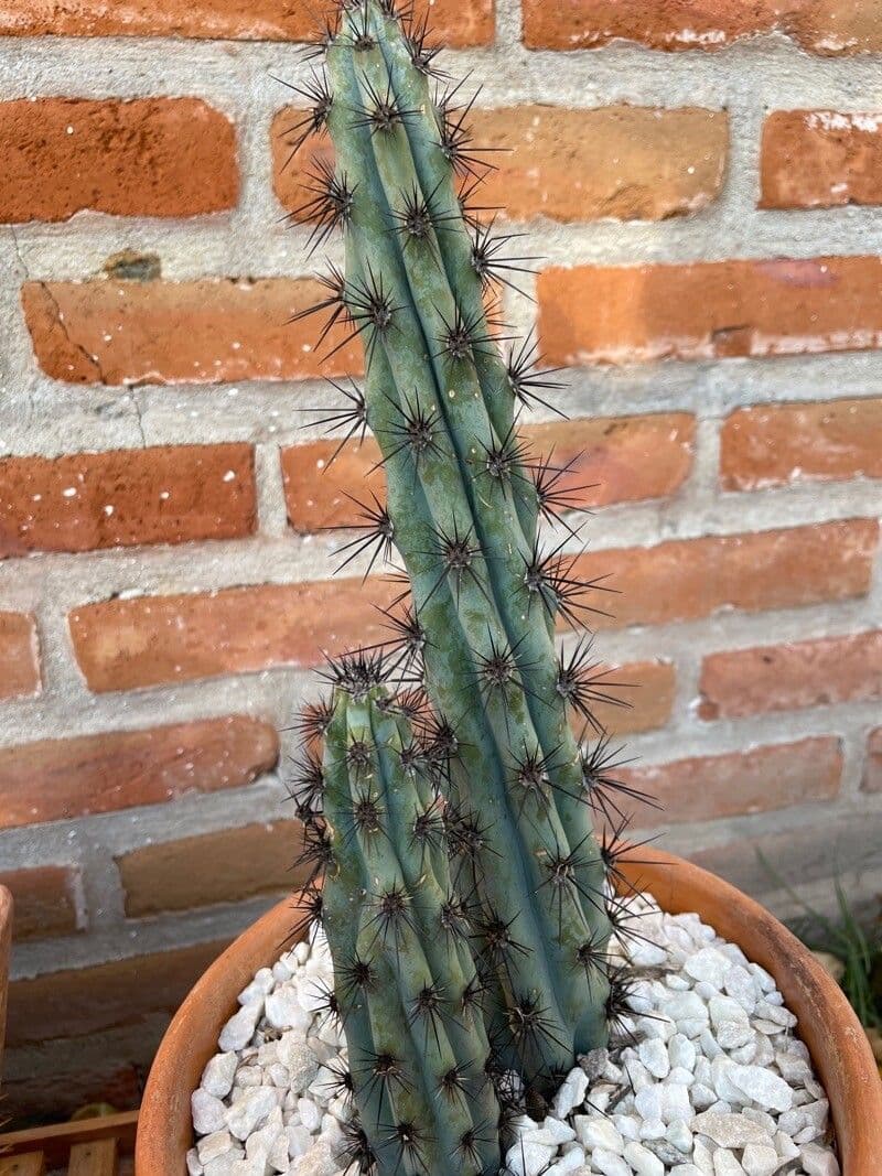 Cereus 4