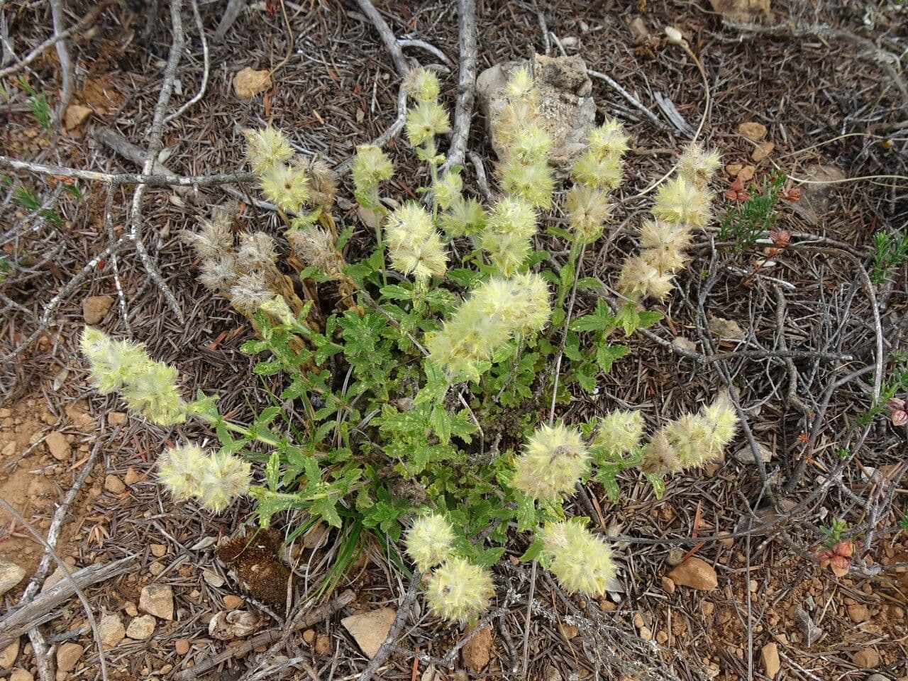 Sideritis hirsuta 13