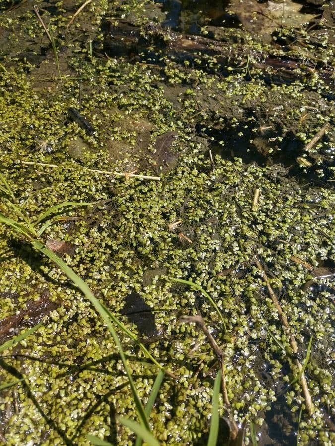 Valdivia-Wasserlinse 4