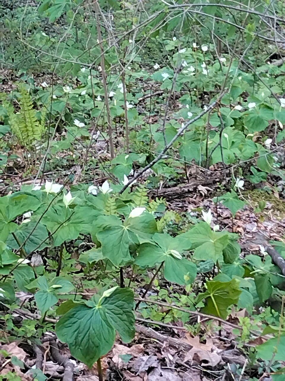 Trillium simile 8
