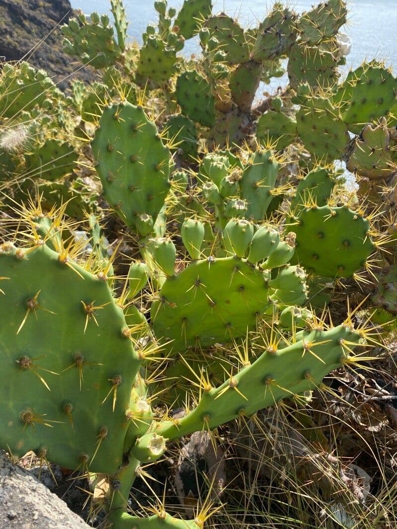 Erect prickly-pear 23