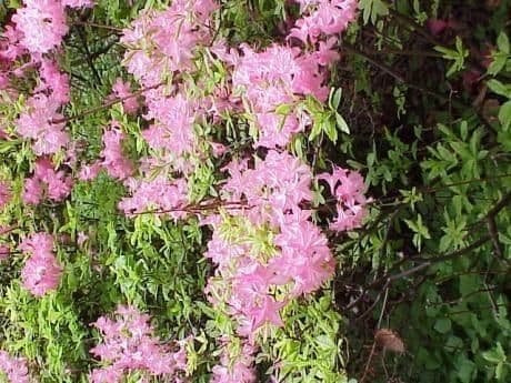 Azalea precoce 10