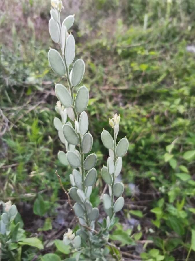 Fibigia clypeata 17