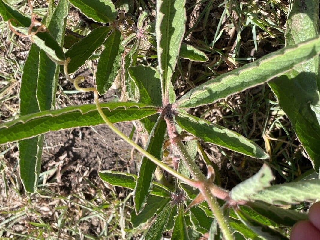 Cyphostemma 19