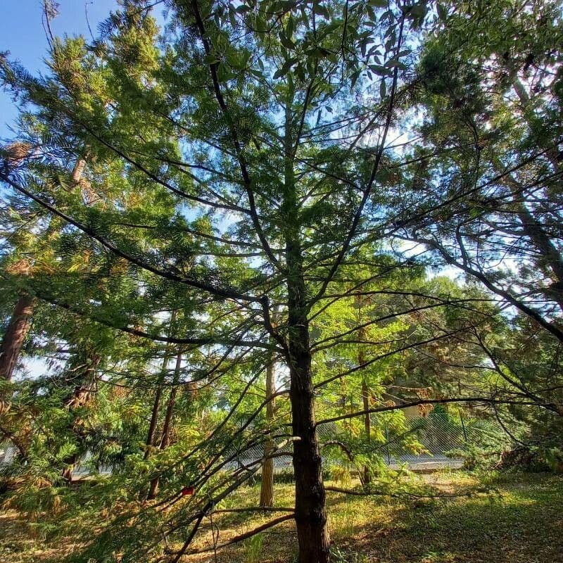 Torreya della California 15