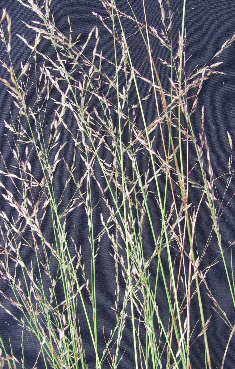 Eragrostis 5