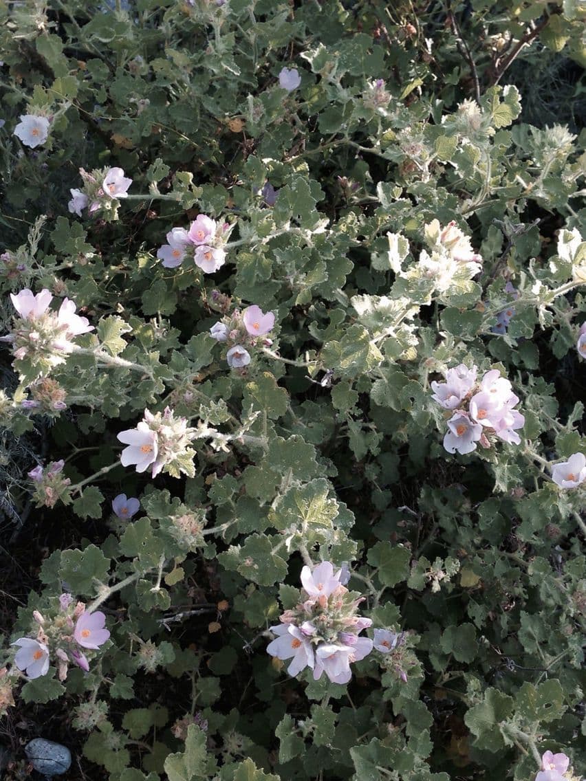 Malacothamnus 5