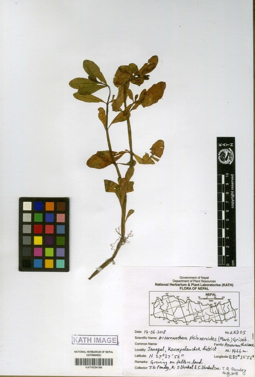 Erba alligatore 22