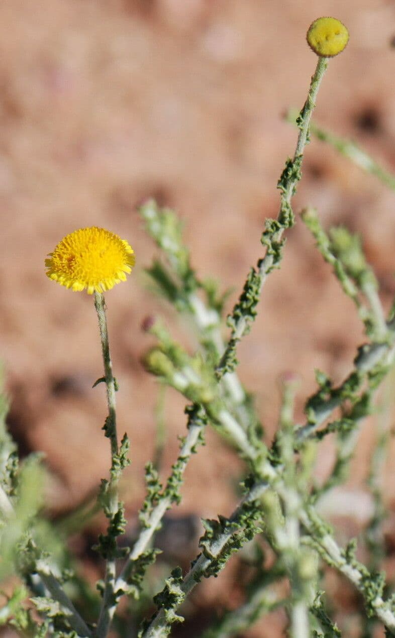 Pulicaria