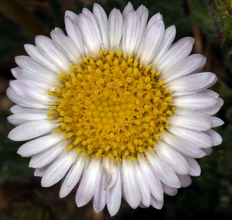 Erigeron errante 2