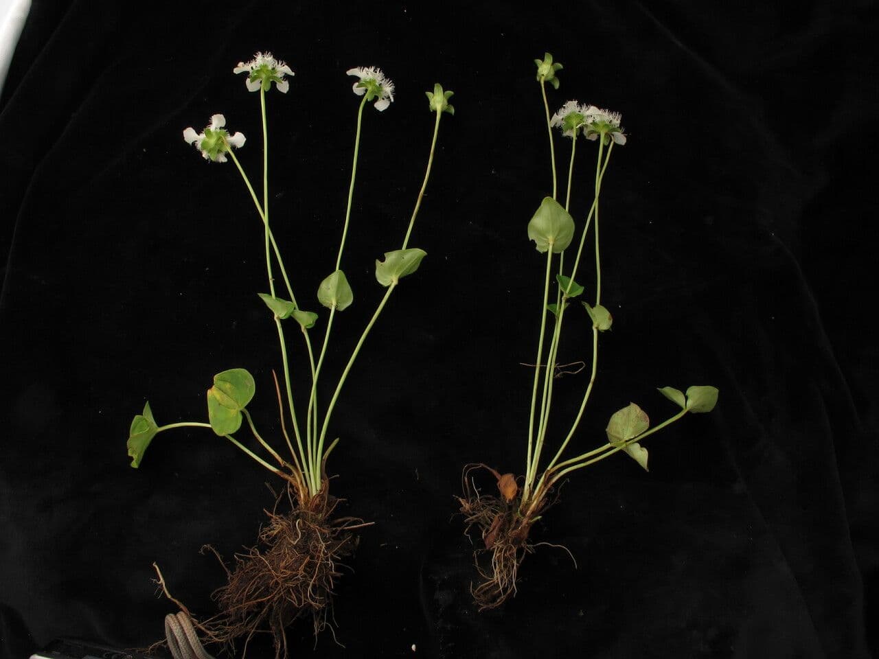 Parnassia 9