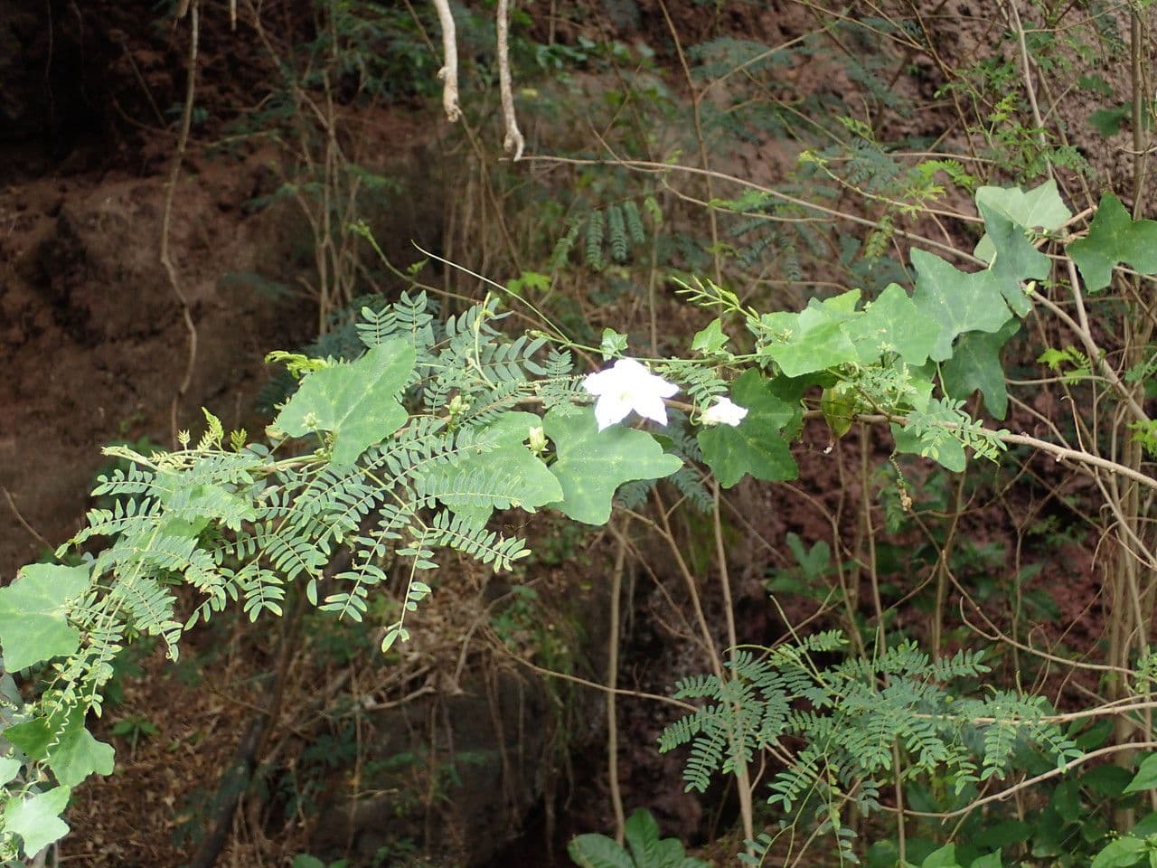 Melón escarlata 30
