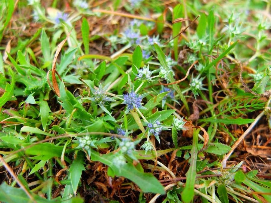 Ostropec 7