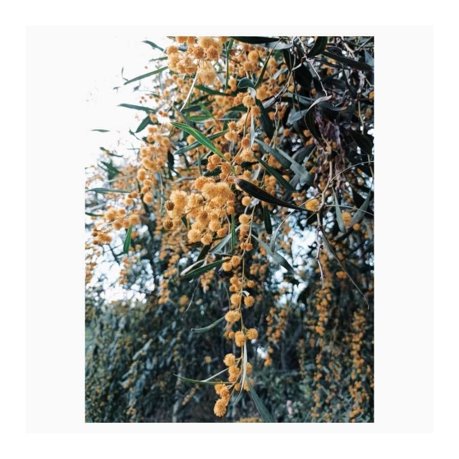 Acacia saligna 7
