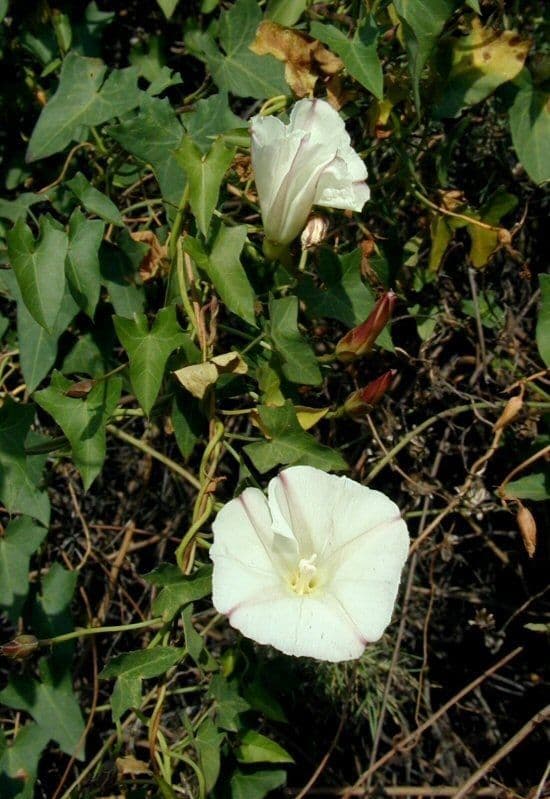 Calystegia porpora 7