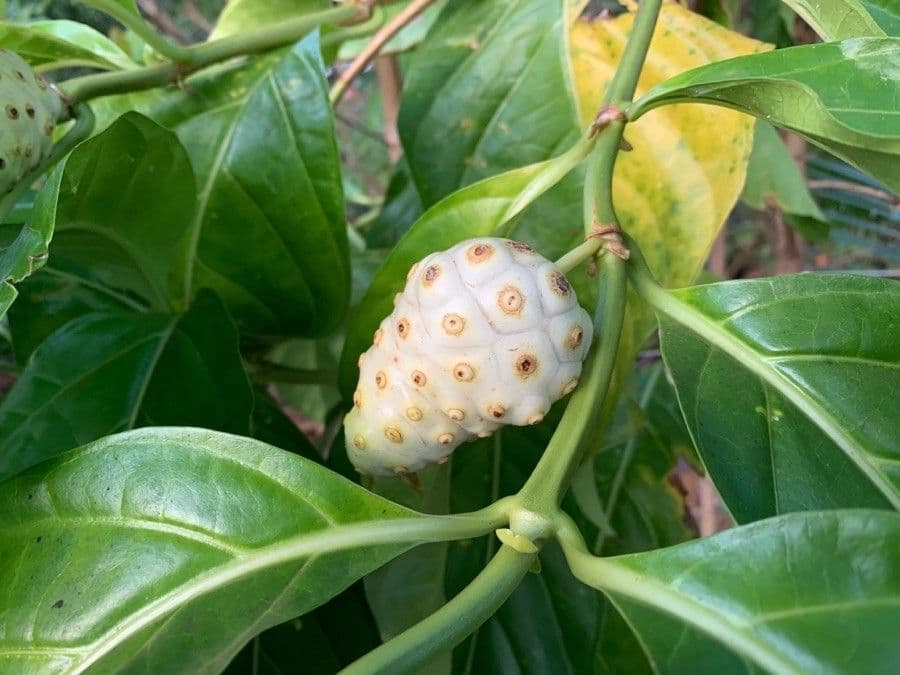 Indische Maulbeere