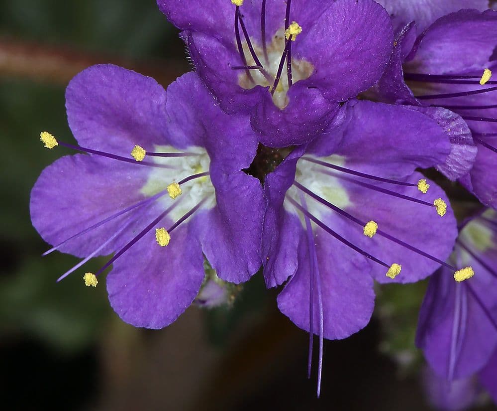 Facelia crenulata 2