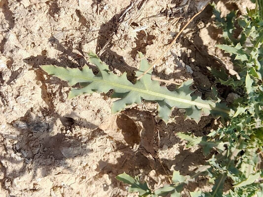 Launea mucronata 14