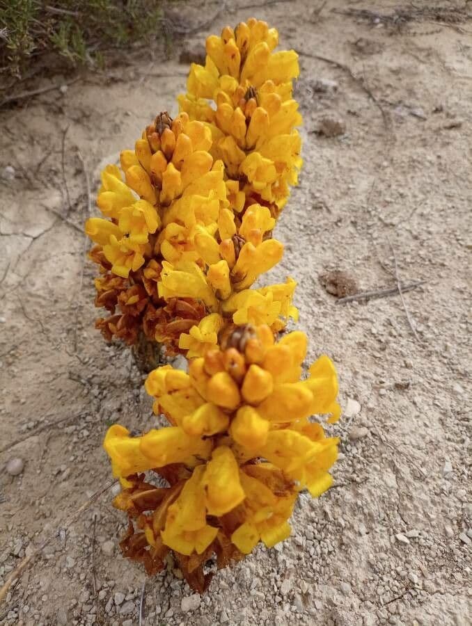 Cistanche 7