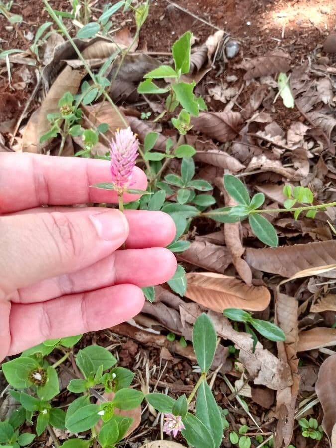 Gomphrena serrata 4