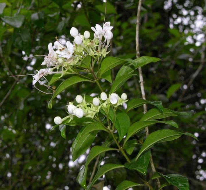 Volkameria ligustrina 6