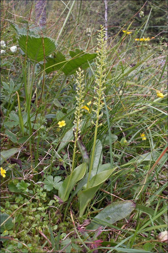 Malaxis monophylla 8