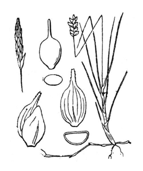 Carice dioica 16