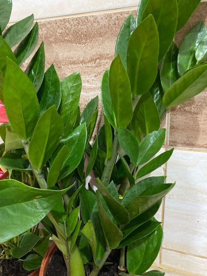 Pianta di ZZ 15