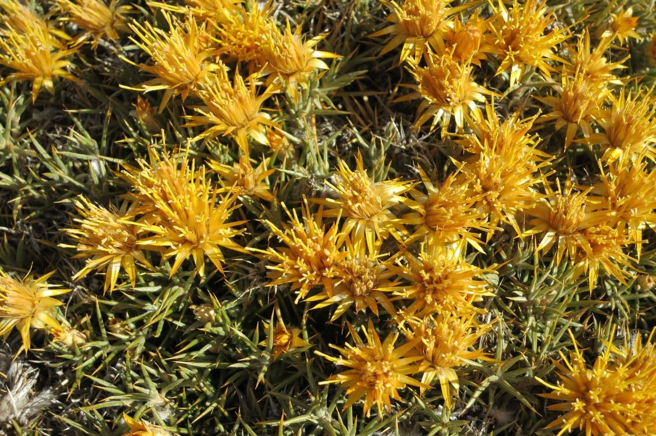 Chuquiraga