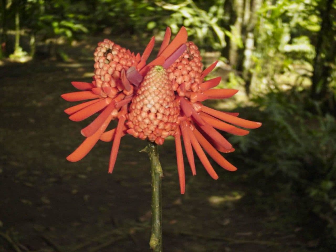 Erythrina garbatá 7