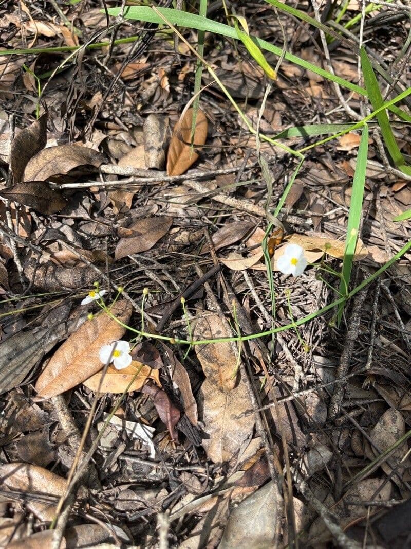Sagittaria graminea 7