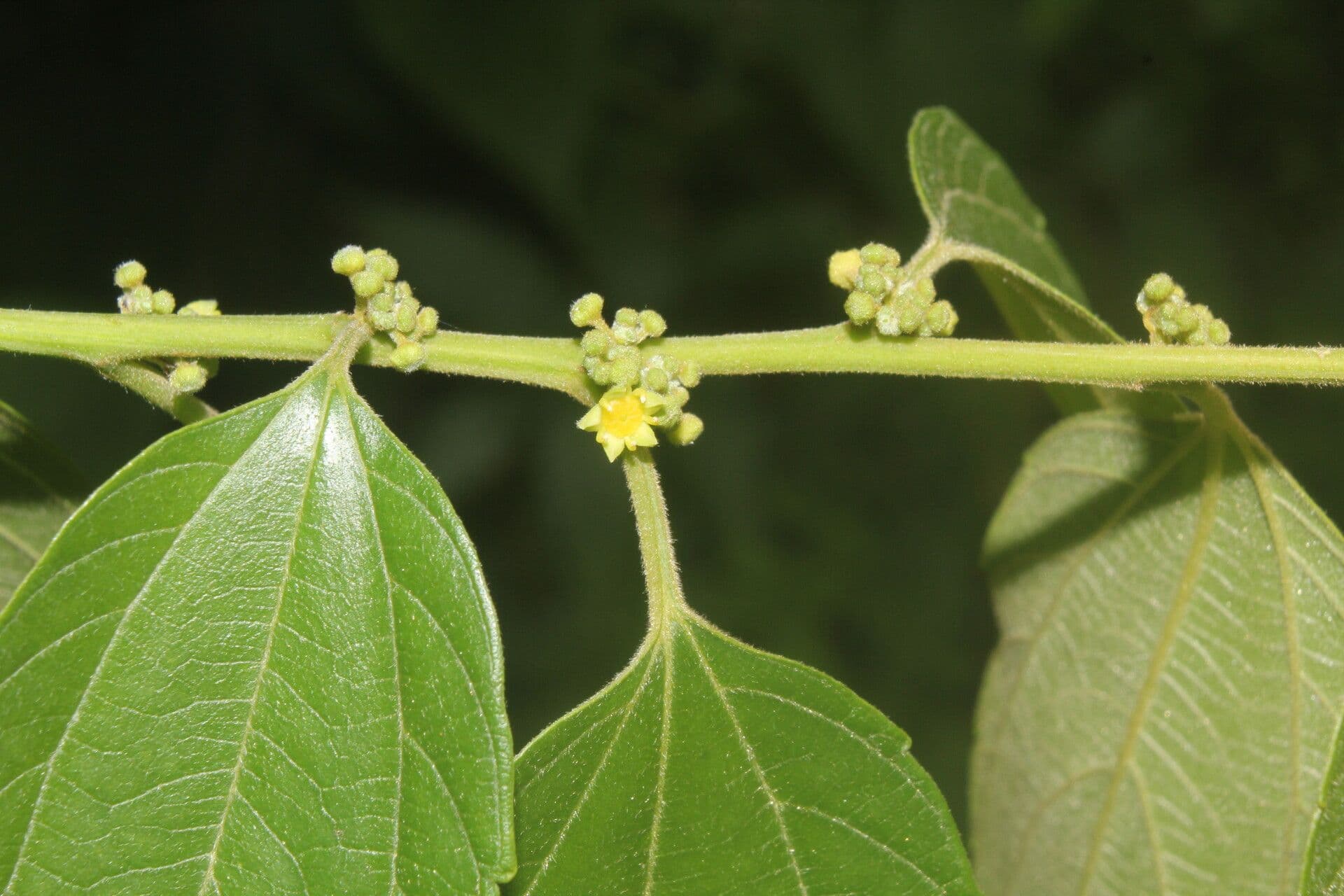 Colubrina 4
