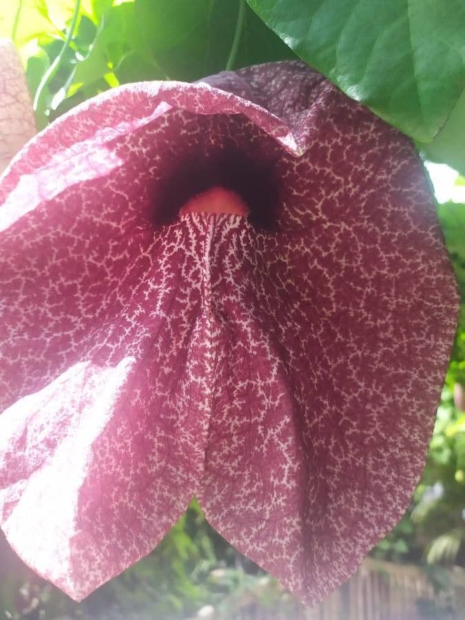 Aristolochia 5