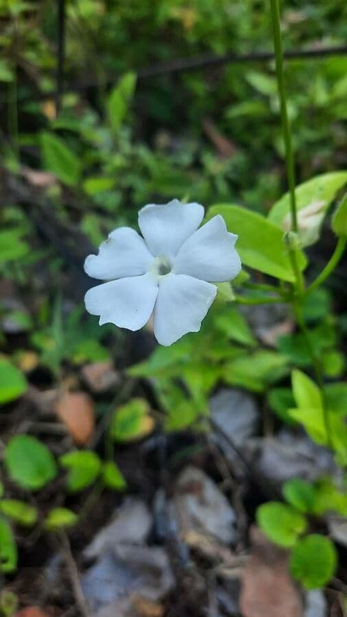 Thunbergia 5