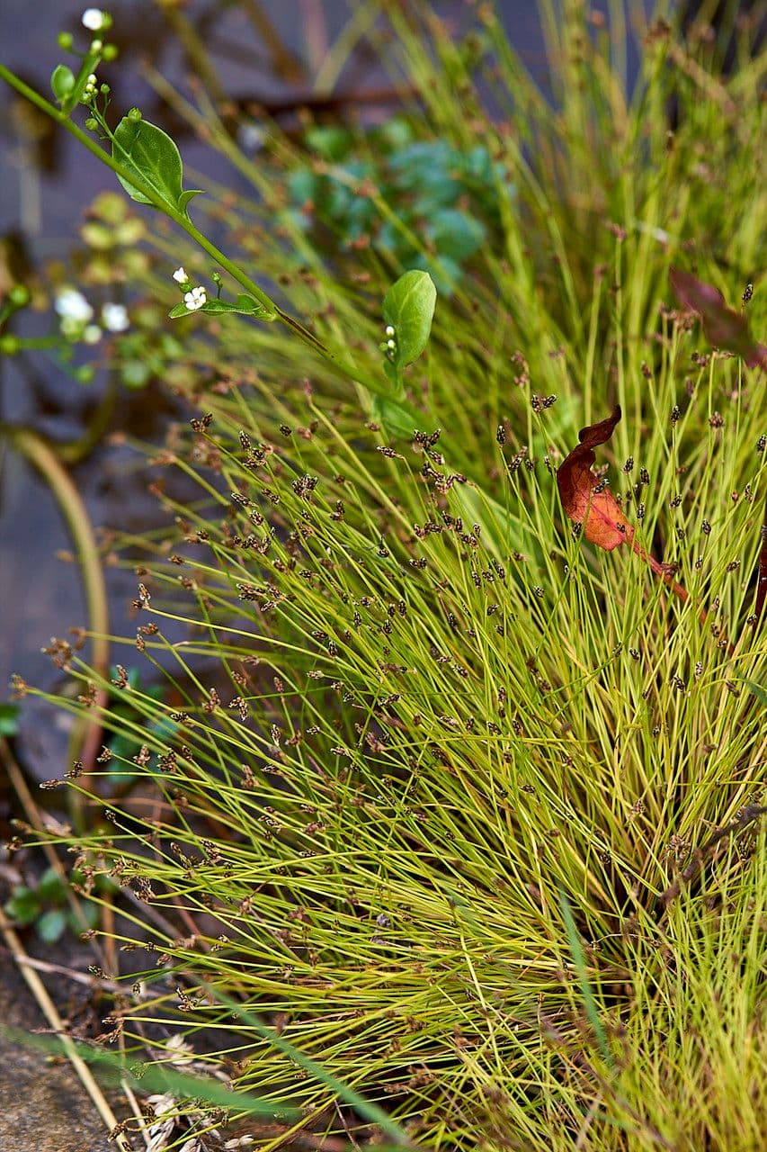 Schoenoplectus setaceus 15