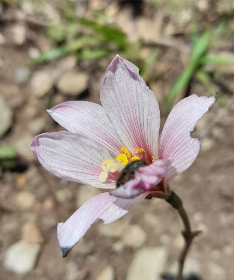 Windblume 2