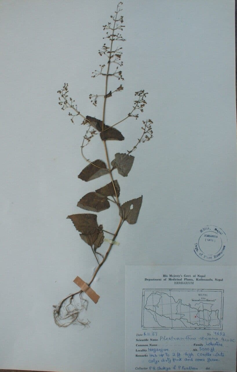 Isodon lophanthoides 9