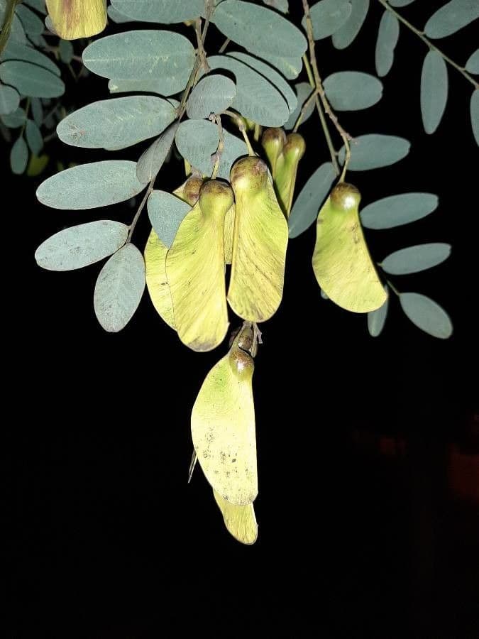 Tipu-Baum 3