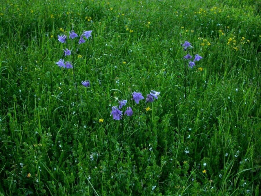 Aquilegia comune 14