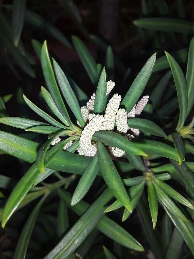 Podocarpus macrophyllus 7