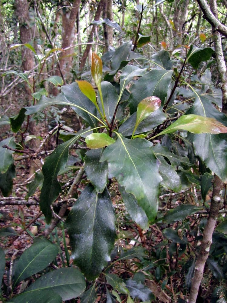 Beauprea 6