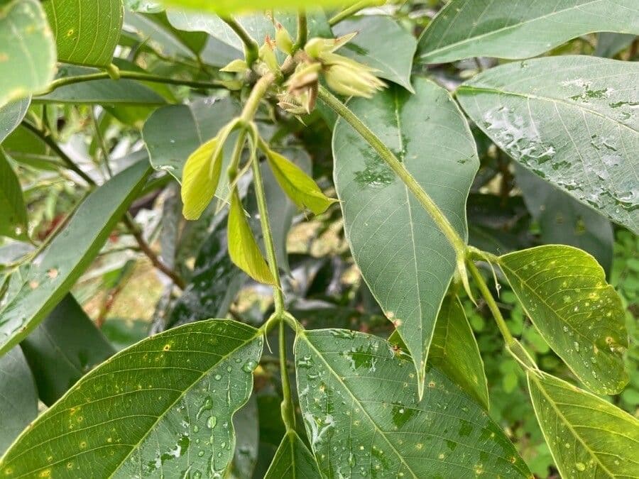 Clitoria fairchildiana 15